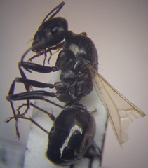 Cataglyphis aenescens