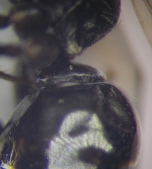 Cataglyphis aenescens