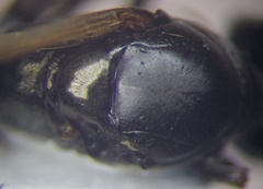 Cataglyphis aenescens