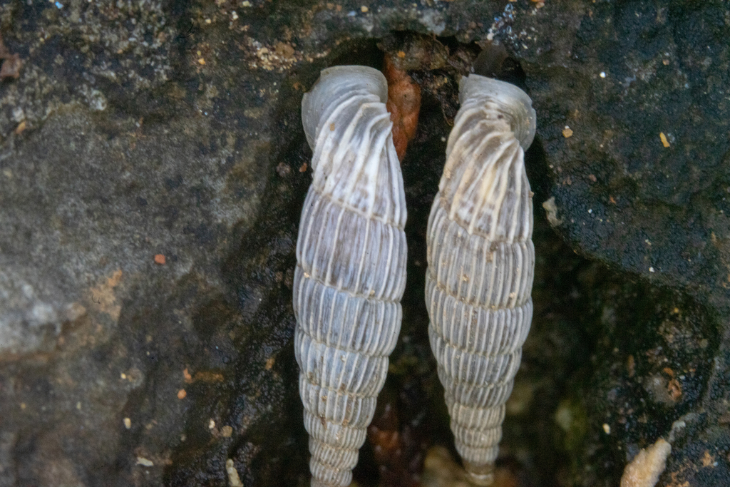 Lerian White-Door-Snail