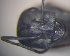 Cataglyphis aenescens