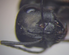 Cataglyphis aenescens