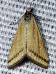 Microtheoris vibicalis