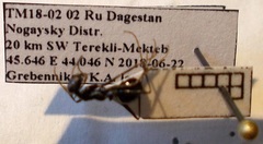 Cataglyphis aenescens