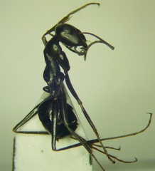 Cataglyphis aenescens
