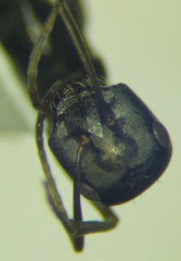 Cataglyphis aenescens