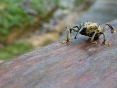Ozopherus muricatus