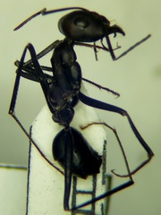 Cataglyphis nodus