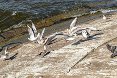 Chroicocephalus ridibundus