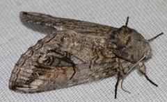 Heterocampa obliqua