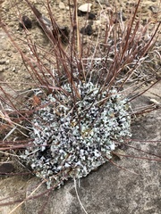 Eriogonum tenellum