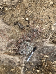 Eriogonum tenellum