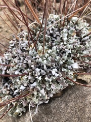 Eriogonum tenellum