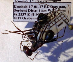 Cataglyphis nodus