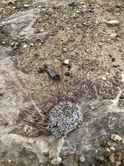 Eriogonum tenellum