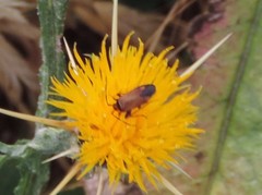 Adelphocoris vandalicus