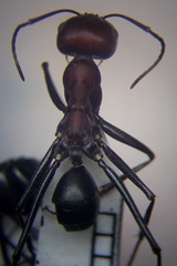 Cataglyphis nodus