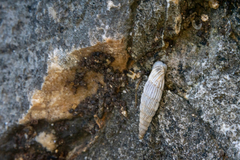 Albinaria lerosiensis