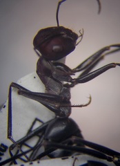 Cataglyphis nodus
