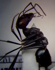 Cataglyphis nodus
