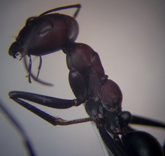 Cataglyphis nodus