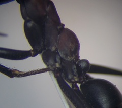 Cataglyphis nodus