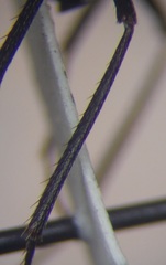 Cataglyphis nodus