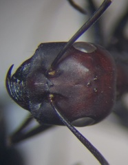 Cataglyphis nodus