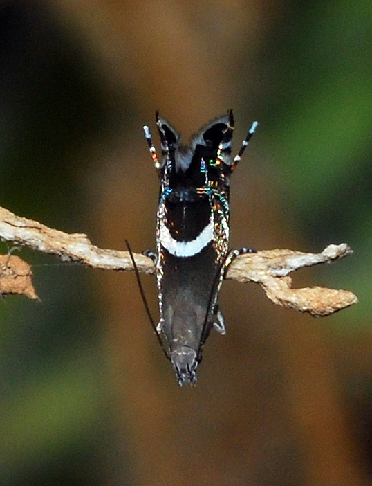 Glyphipterix gianelliella