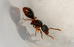 Myrmecina graminicola