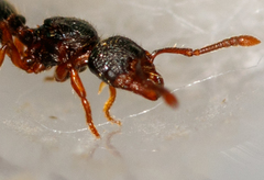Myrmecina graminicola