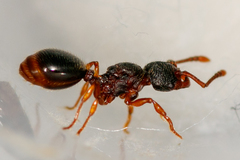 Myrmecina graminicola
