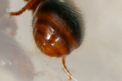 Myrmecina graminicola