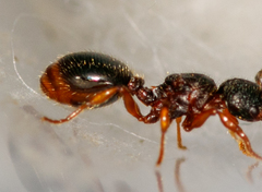 Myrmecina graminicola