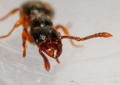 Myrmecina graminicola