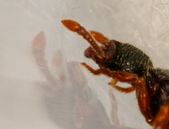 Myrmecina graminicola