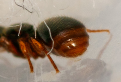 Myrmecina graminicola