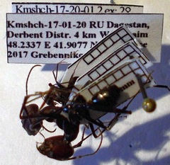 Cataglyphis nodus