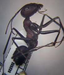 Cataglyphis nodus