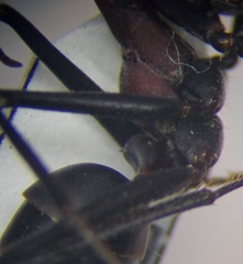 Cataglyphis nodus