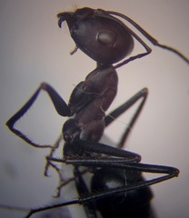 Cataglyphis nodus