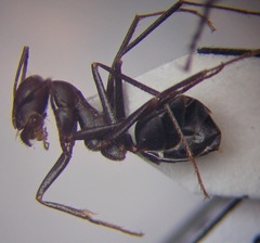Cataglyphis nodus