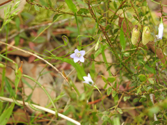 Wahlenbergia stricta stricta