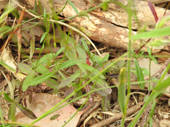 Wahlenbergia stricta stricta