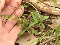 Wahlenbergia stricta stricta