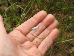 Wahlenbergia stricta stricta