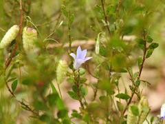 Wahlenbergia stricta stricta
