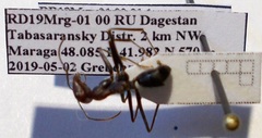 Cataglyphis nodus