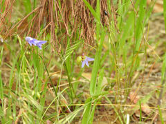 Wahlenbergia stricta stricta
