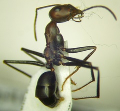 Cataglyphis nodus